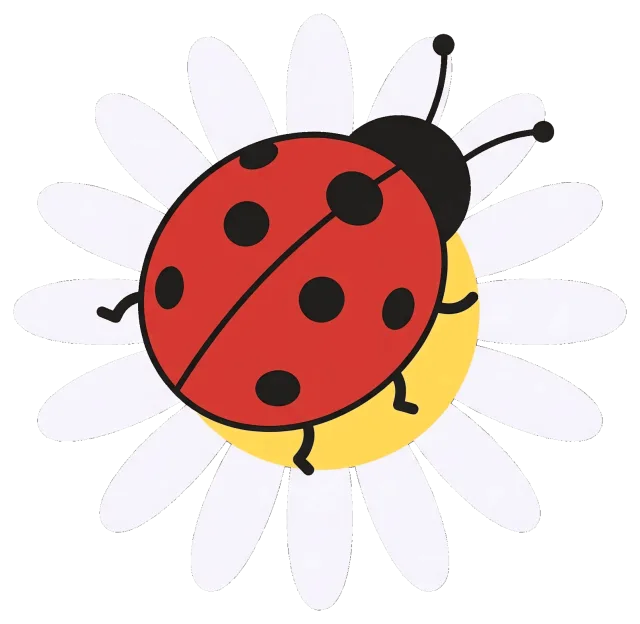 Ladybug on white daisy flower