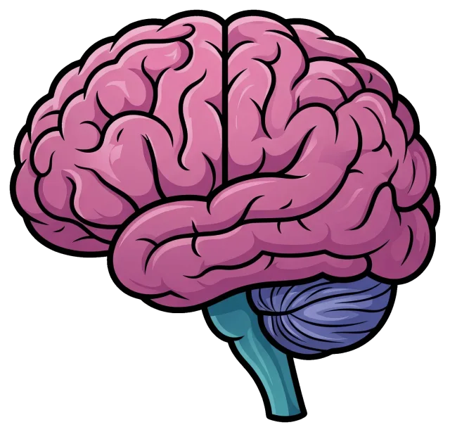 Detailed illustration of a human brain with cerebellum