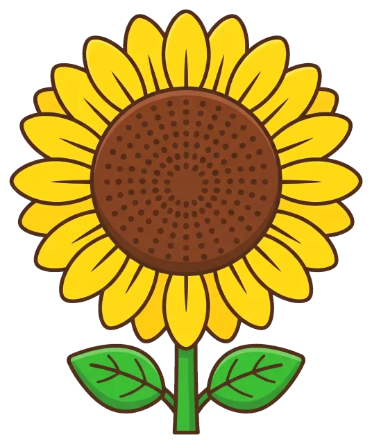 Sunflower centered on grey background