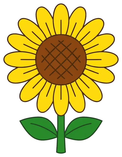 Sunflower with yellow petals and green leaves on grey