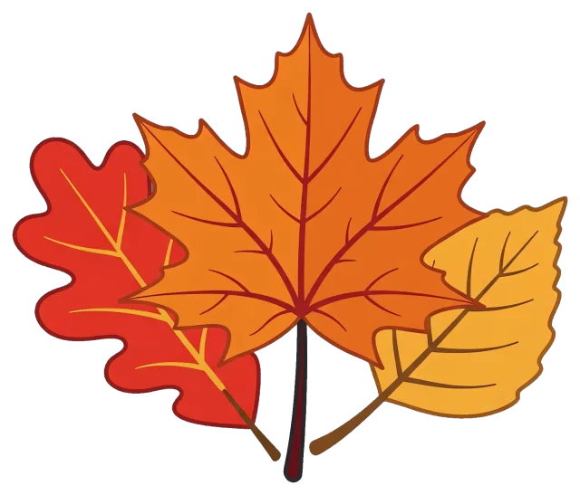 Three colorful fall leaves in red, orange, and yellow